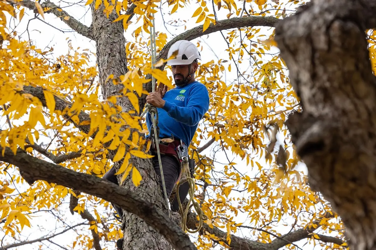 Skilled Tree Planing crew working in Houston