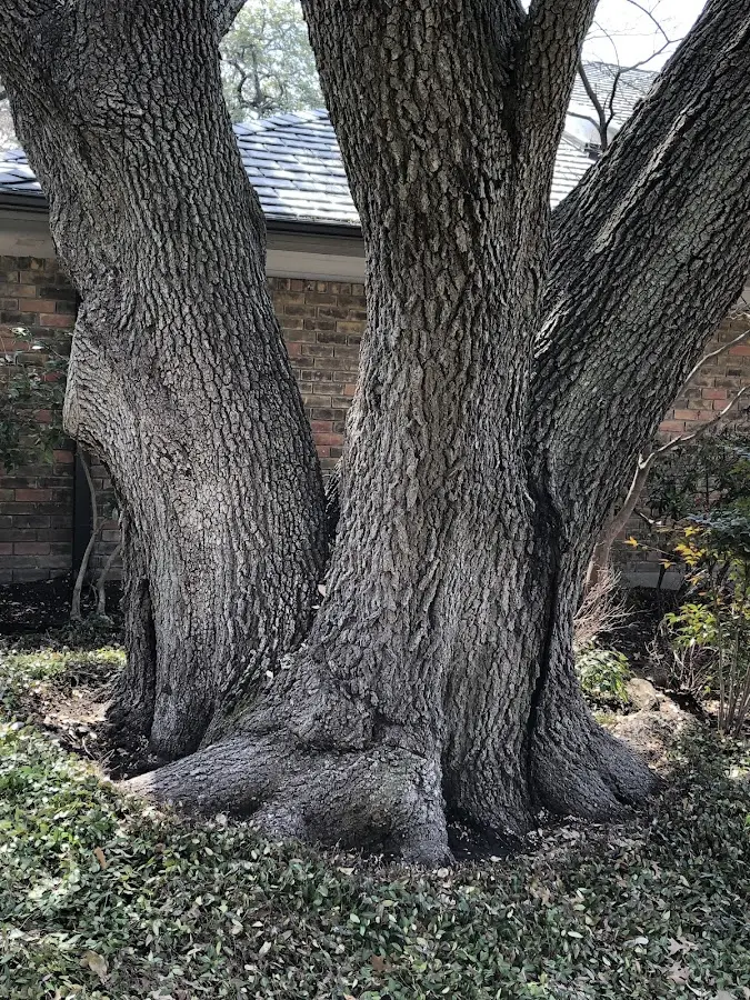 Mature heritage tree close to a Houston property cared for by certified arborists